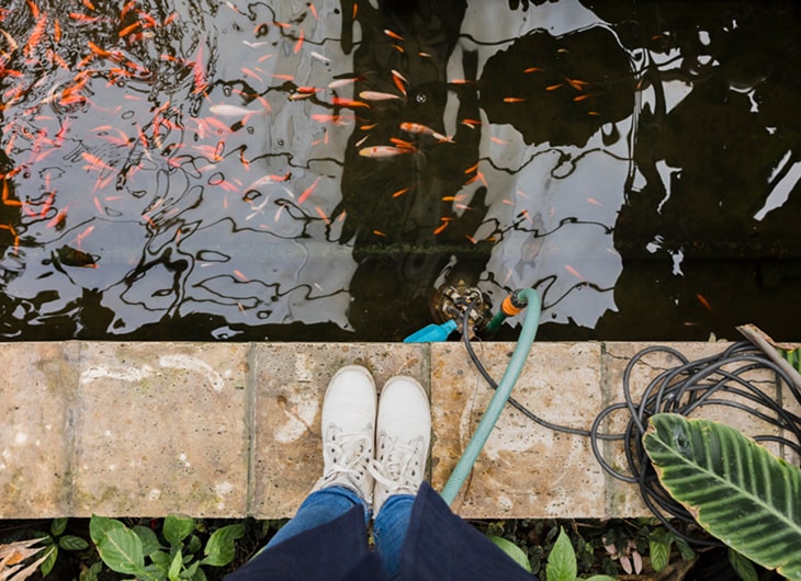 Cara Membuat Kolam Ikan dengan Filter Sederhana